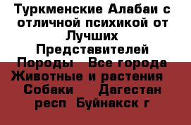 Туркменские Алабаи с отличной психикой от Лучших Представителей Породы - Все города Животные и растения » Собаки   . Дагестан респ.,Буйнакск г.